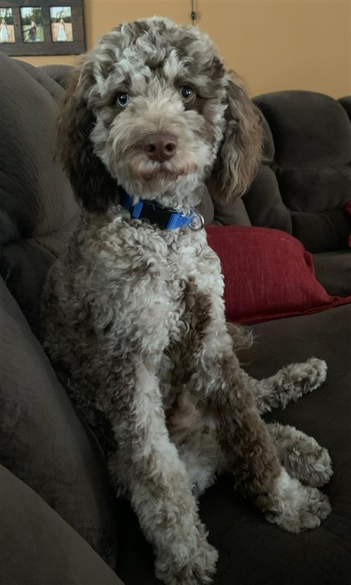 bleu