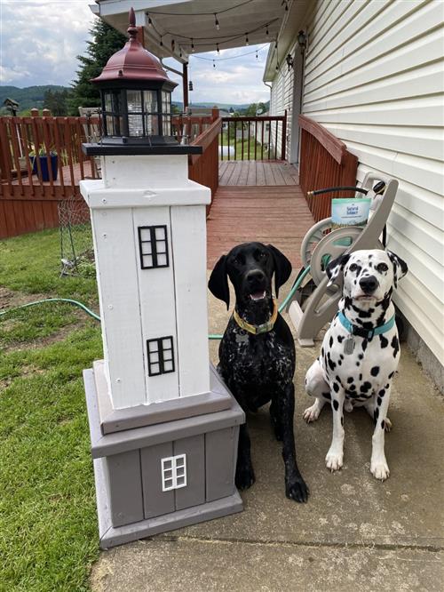 lighthousedogs